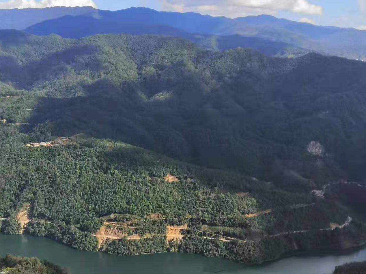 勐库古树茶勐库香韵,临沧勐库邦改茶