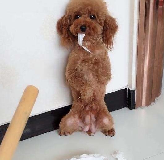 泰迪需要注意事项,泰迪注意事项大全