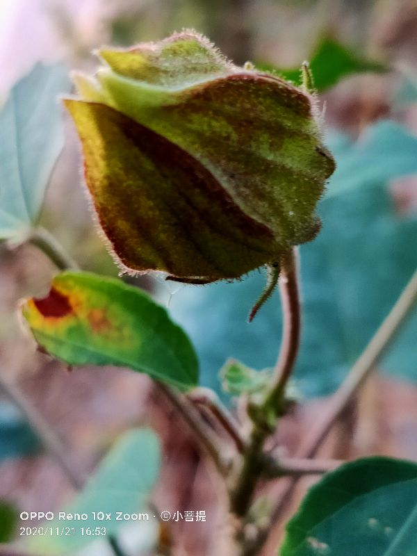 这种花通常用来比作美丽的女子,有人拿来做药,还有人当野菜吃