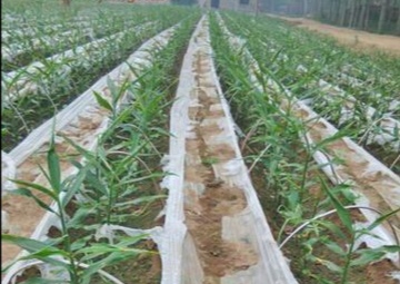 立夏种姜的方法,种生姜取母姜