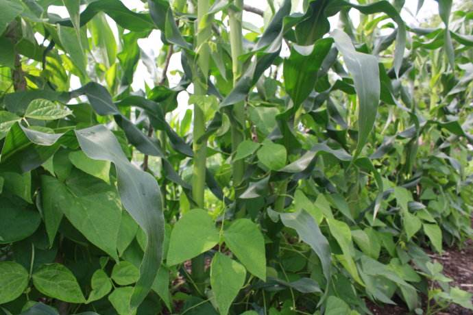 无架长豆角种植小技巧,种豆角出苗不好怎么补救