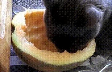 猫属于肉食动物一般不吃什么,猫咪是肉食动物为什么也吃饼干