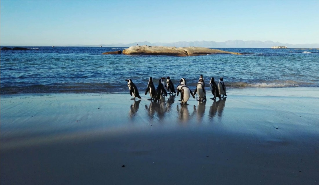 南非开普敦山吃饭,开普敦桌山上帝遗落在人间的餐桌
