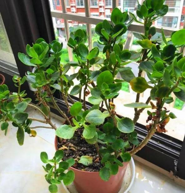 猪骨头熬汤能浇花吗,熬酥的猪骨能当肥料吗