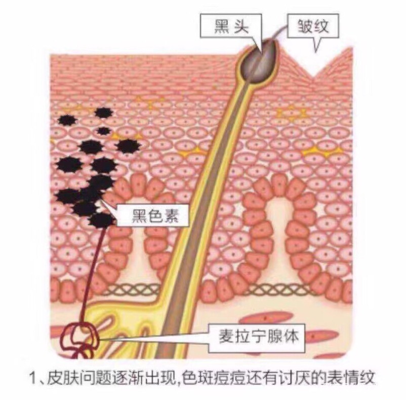 张庭活酵母面膜靠谱吗,张庭用了24年的活酵母
