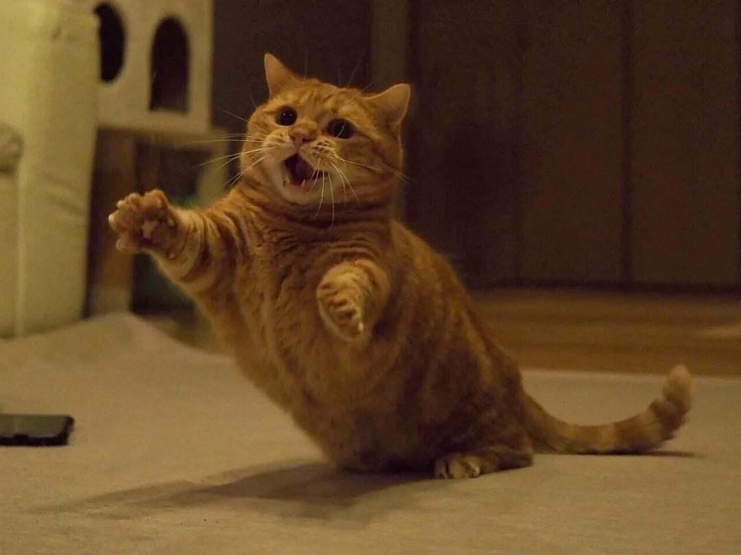 猫咪兄妹萌翻全场,短腿猫咪兄妹