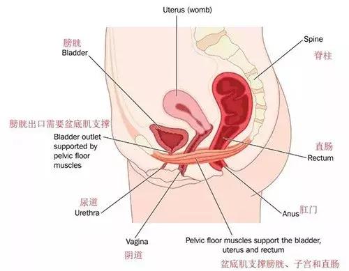 女性产后病,产后妇女会有哪些康复治疗