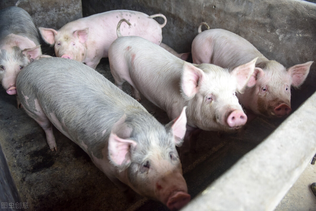 养猪补贴多少钱一头,养猪补贴价格表