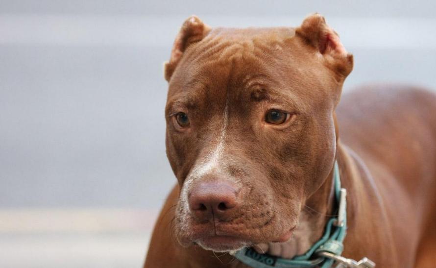 狗狗生气的时候怎么训练,狗狗生气了怎么哄狗狗开心