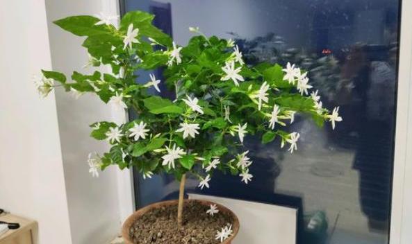 养茉莉花，做好4步“基本养护”，一根小枝条，快速变强壮