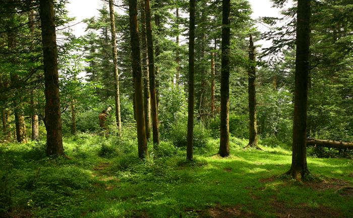 树木年轮密集的是哪个方向,树木年轮疏密判断方向