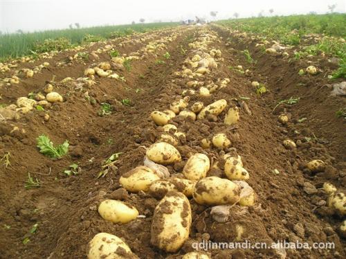 粮食价格暴涨对农民真的好吗,粮食涨价不可怕