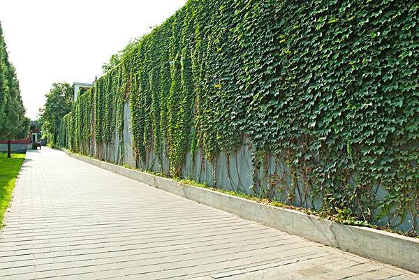 爬山虎植物的优缺点,草本爬山虎植物图片