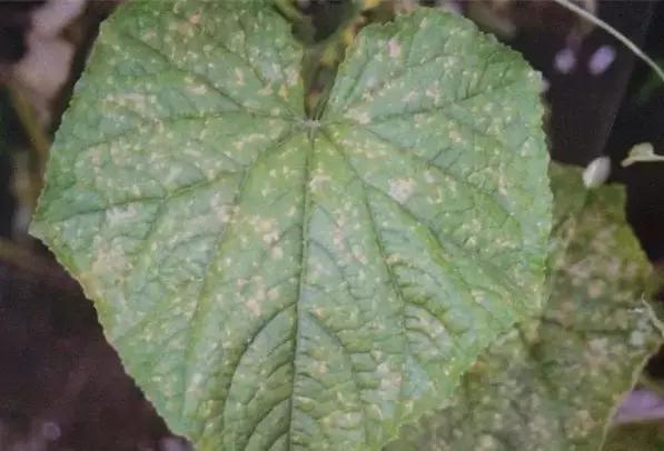 学会这一招,靶斑病不用愁,黄瓜“小黄点”轻松就搞定