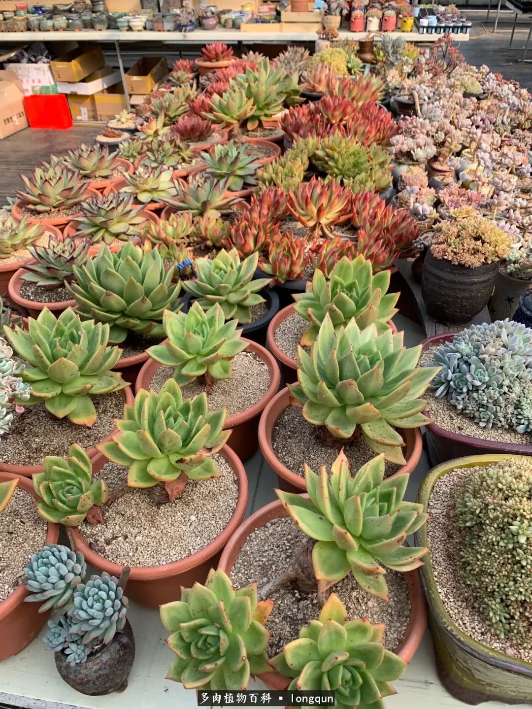 探访韩国肉锥大棚,记一次走访纪录片