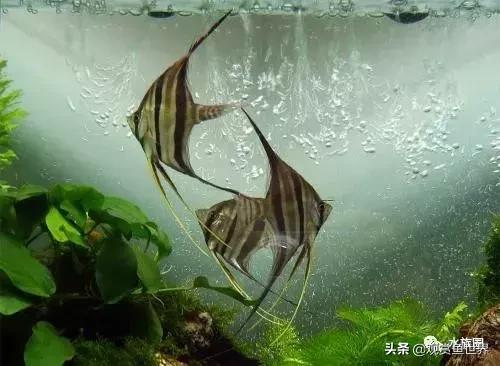 埃及观赏鱼的饲养要点,埃及神仙鱼的饲养技巧和方法