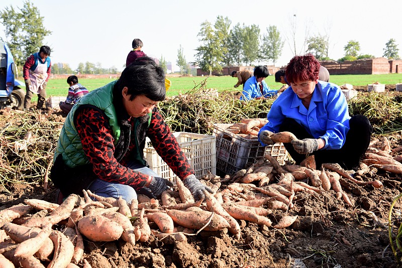 红薯收获季，薯块畸形影响品质？从3点入手解决薯块畸形问题