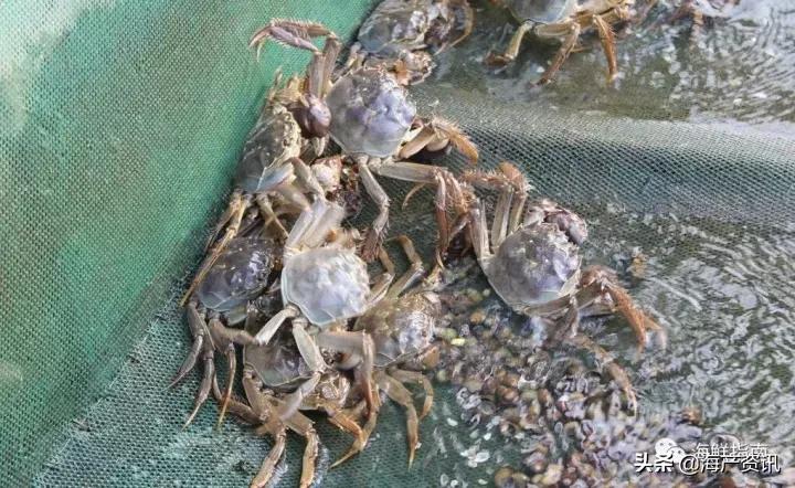 大闸蟹怎么吃才是最正确的,大闸蟹的正确吃法你知道吗