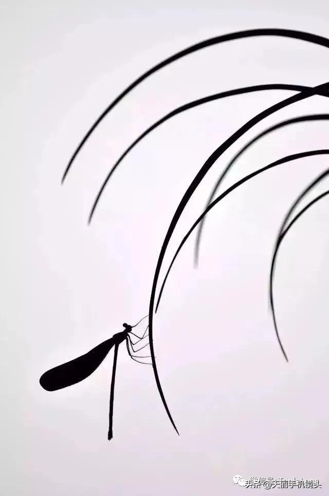 天丽摄影作品集,天丽镜头视频完整版