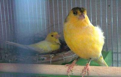 金丝雀的声音,金丝雀的歌声钢琴