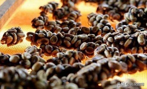 你听说过猫屎咖啡吗,猫屎咖啡的真相