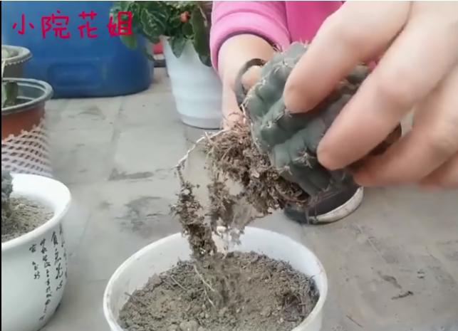 怎么给花换花盆,怎么给花换新盆
