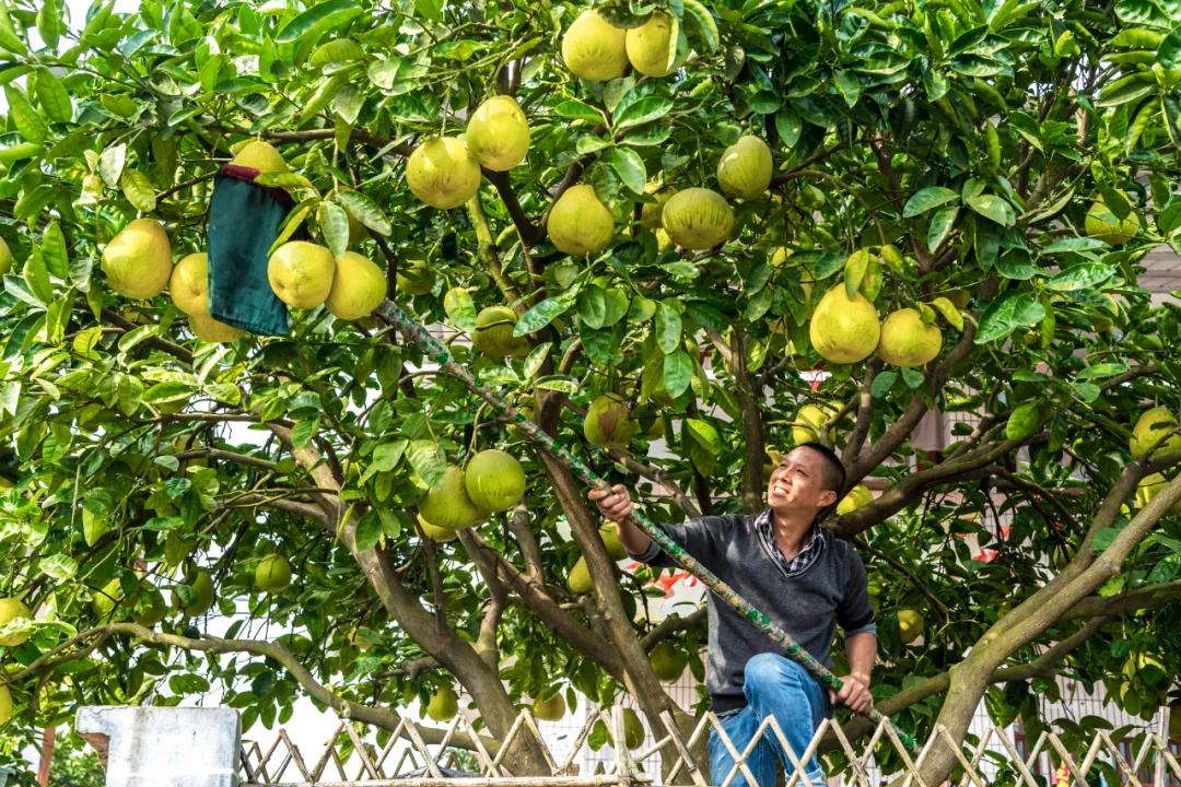 远销澳门！8000个龙安柚开启“新旅程”