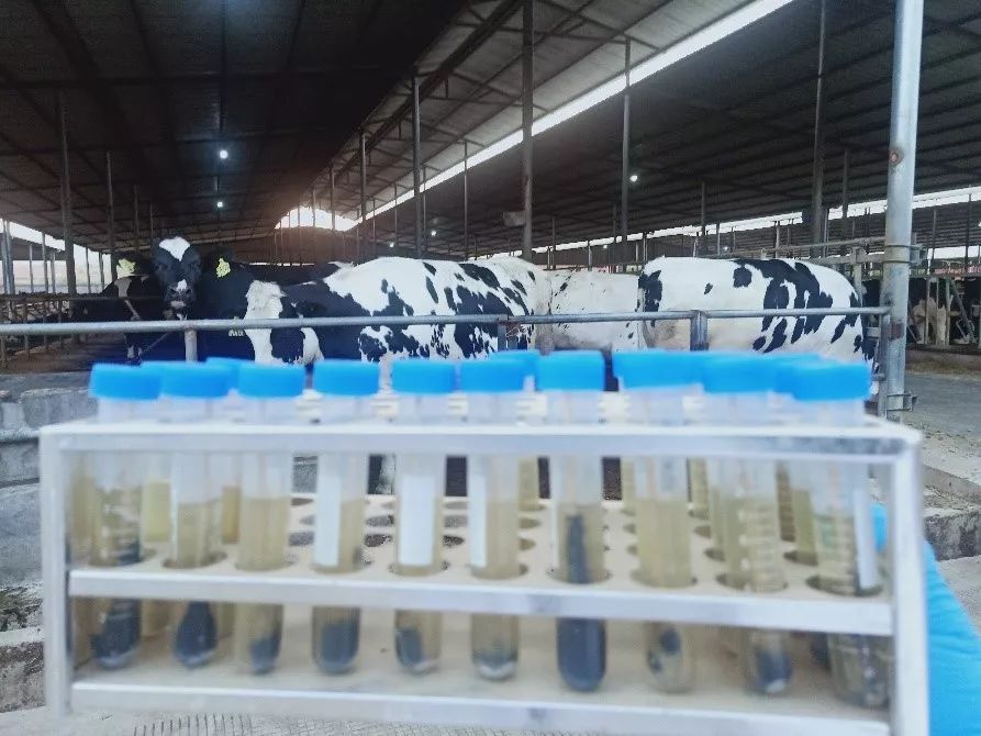 梭菌感染,梭菌感染牛啥症状