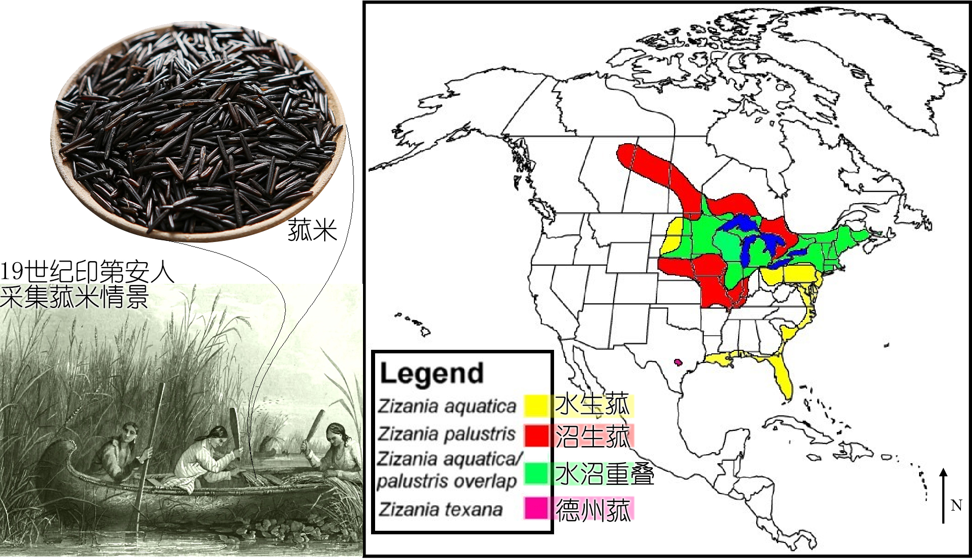 探索荸荠︱以及西关“泮塘五秀”是什么、何为江南“水八仙”？
