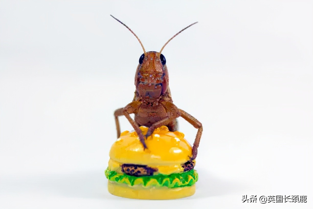 羊驼专治什么病,羊驼治愈厌食症