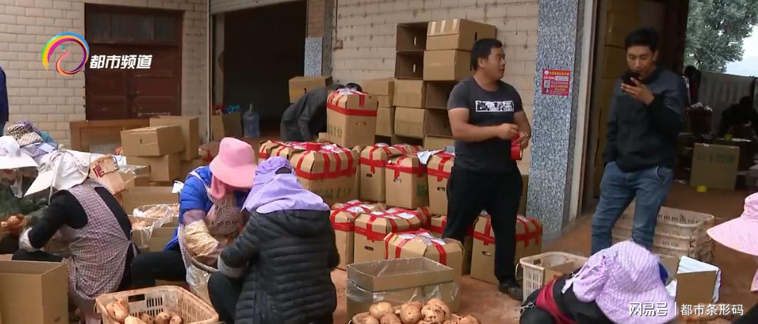 马铃薯金豆豆,马铃薯花开富贵