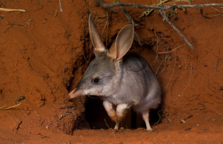 澳洲野兔现状如何,澳洲野兔有多可怕