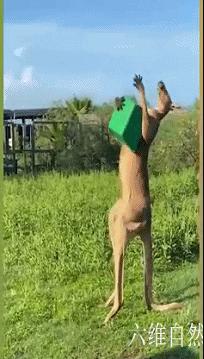 世界上最有肌肉力量的袋鼠,世界上最强壮的一只袋鼠