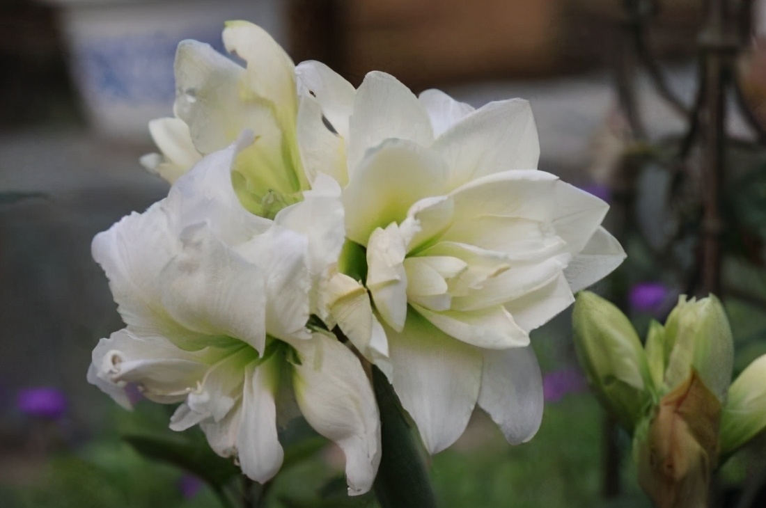 中国星座花语是什么,十二月的星座花语