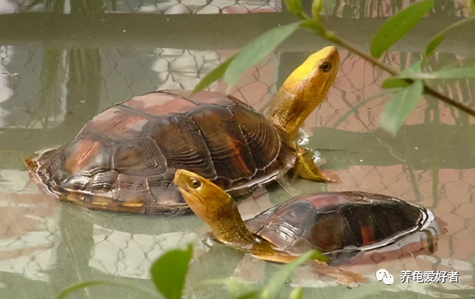 龟的解密视频大全,龟界之最