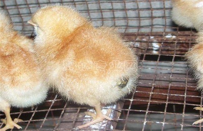 小鸡消化不良,抵抗力差,学会这几招,轻松搞定