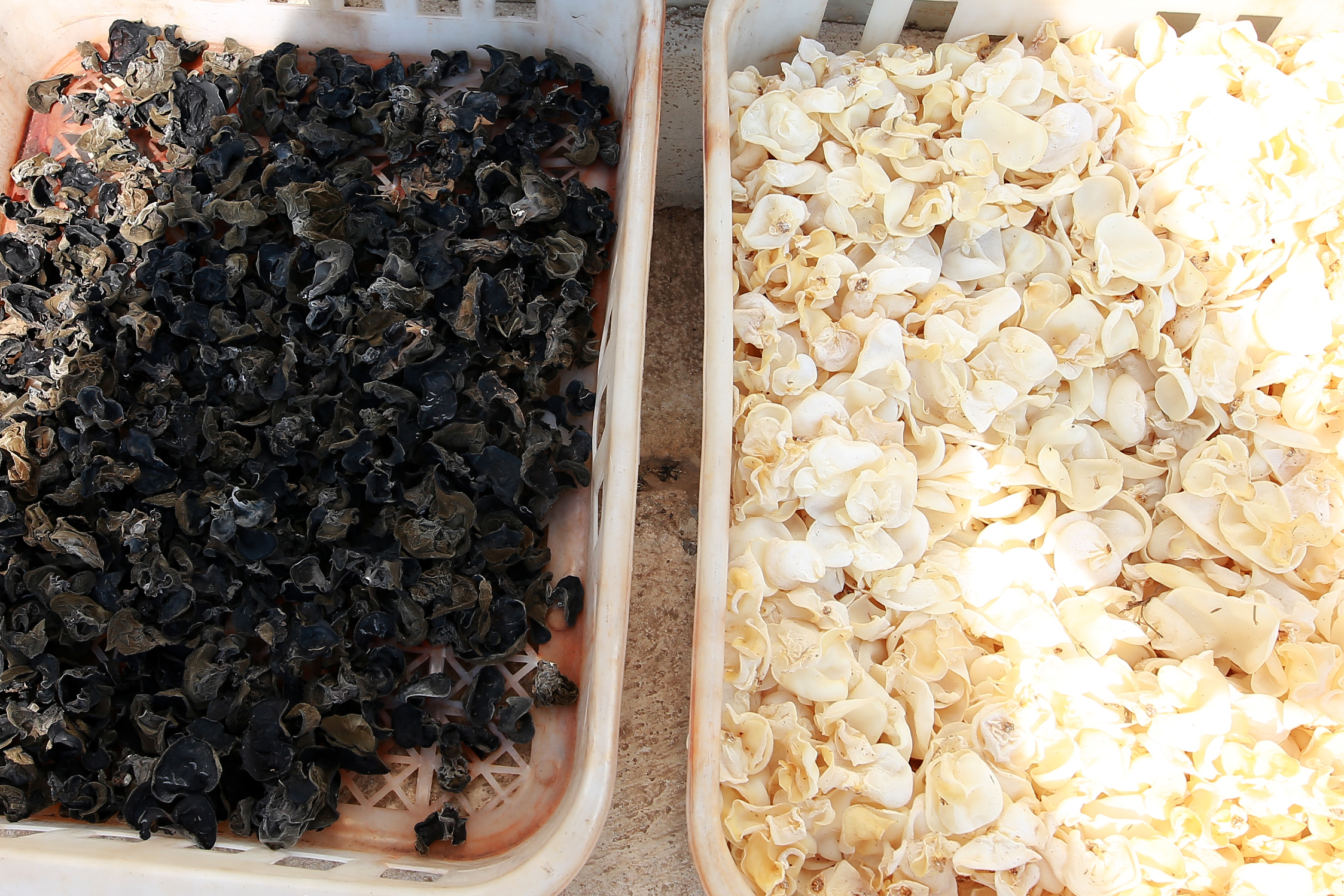 河南小伙承包一千亩地种麦子赚钱,河南小伙种蒲公英