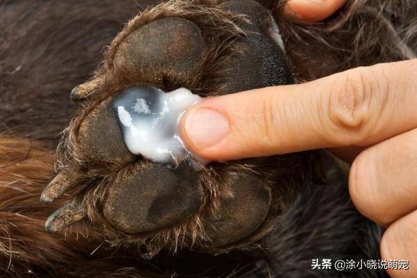 狗狗爪子红肿经常舔脚，有可能是趾间炎，原因、预防主人要了解