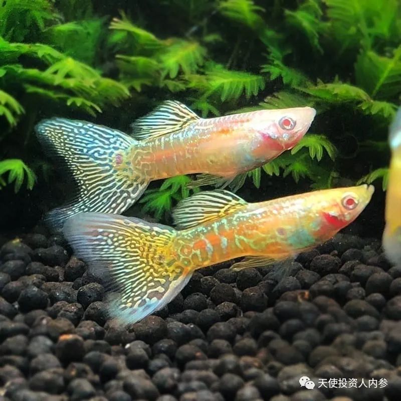 「我是创始人」034:凡高@跨境动植物电商MyHomeNature