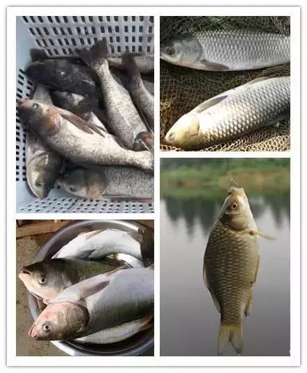 这个季节连云港有什么海鲜,去连云港吃海鲜什么时候去合适