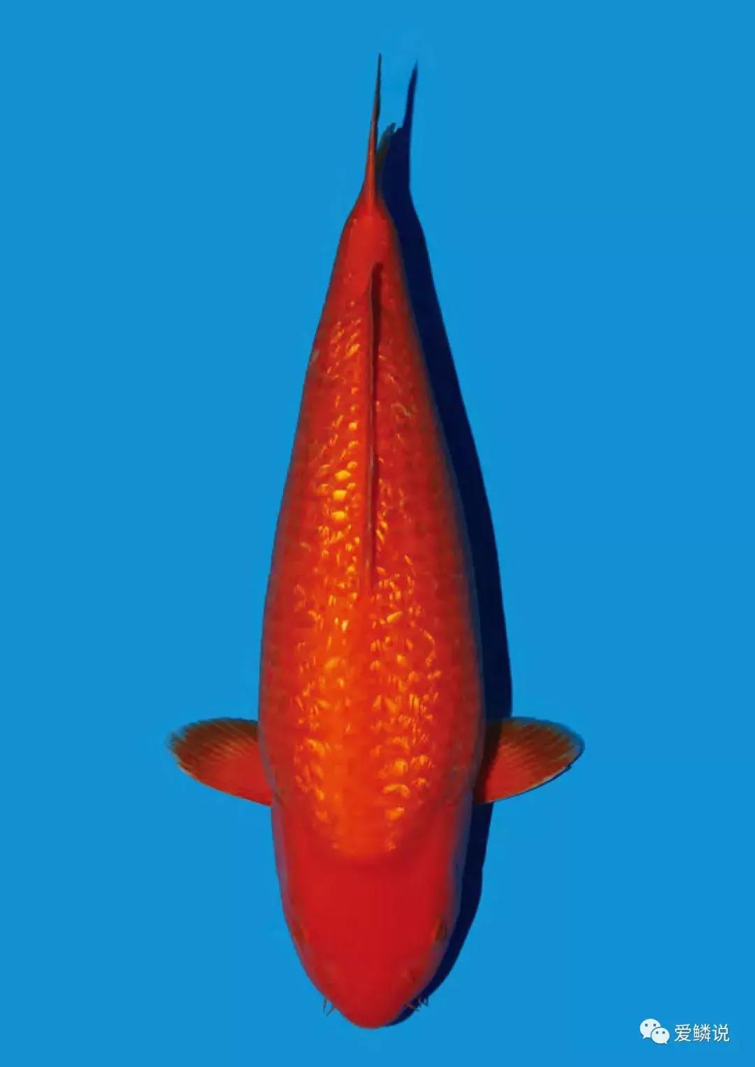 拍卖会有什么拍卖技巧,拍卖会竞拍的技巧