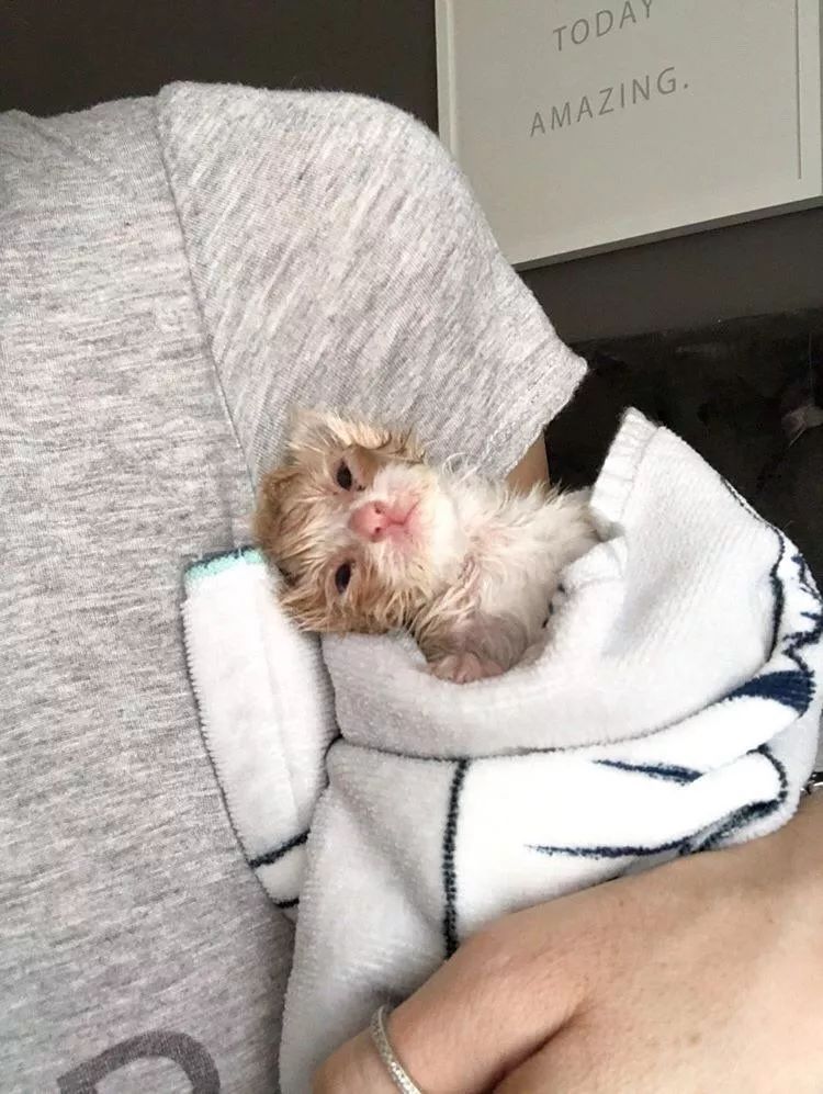 流浪橘猫长大,流浪橘猫逆袭长毛