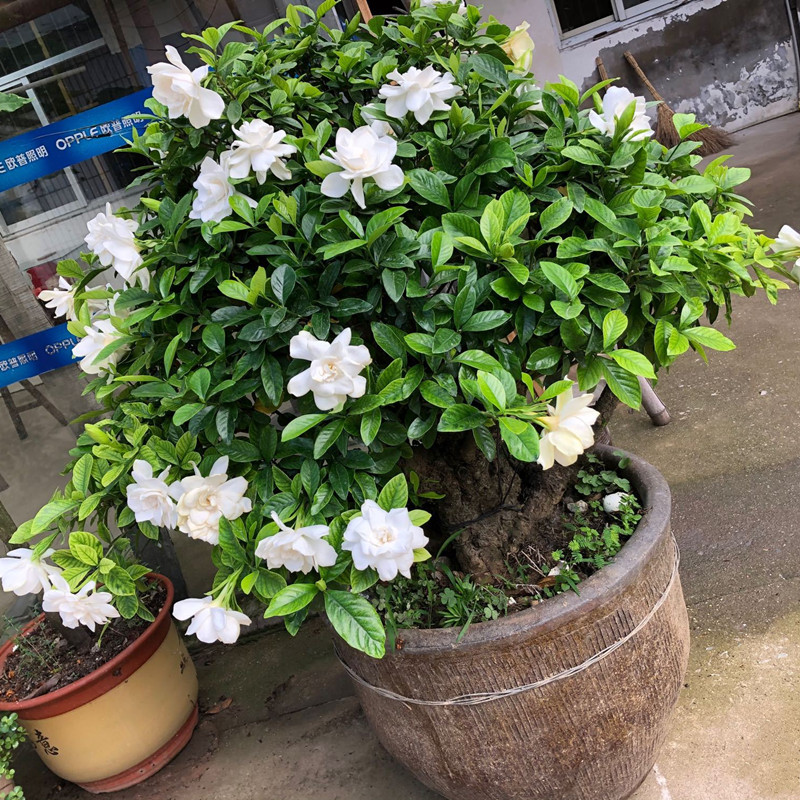 刚买的栀子花蔫了怎么补救,刚买回来的栀子花蔫了是怎么回事