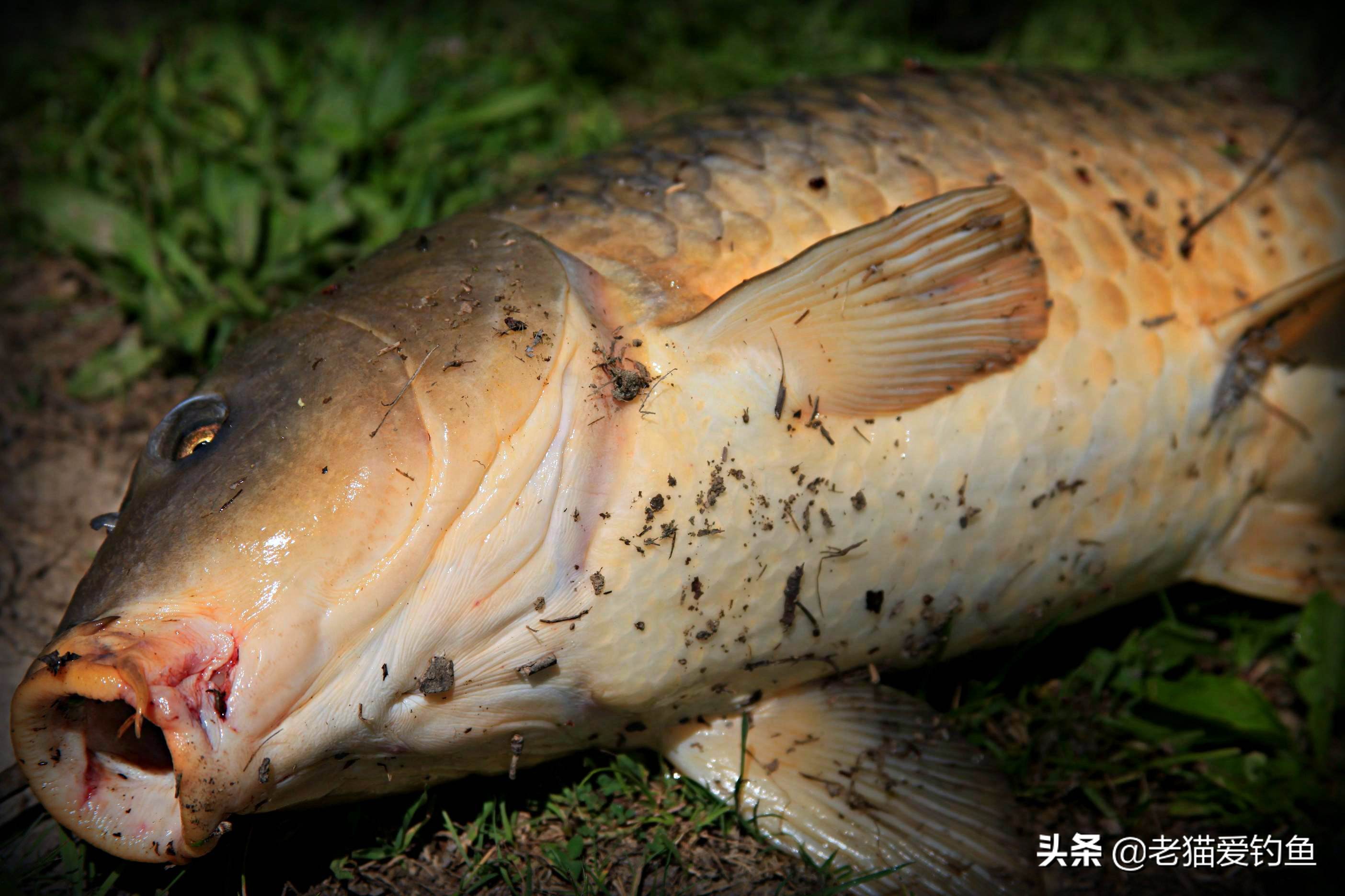 鲤鱼经常跳出水面为什么钓不到鱼,鲤鱼起浮正确方法