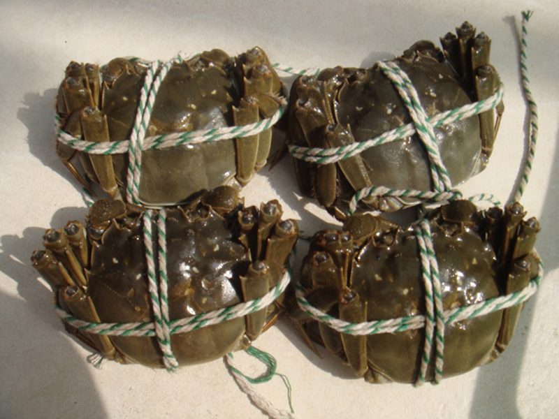 大闸蟹俗称什么,野生中华绒毛大闸蟹