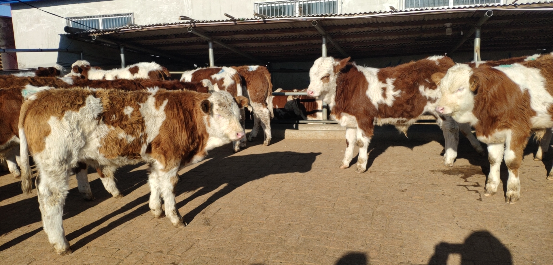 冬天养牛最怕什么牛,东北冬天养牛保温