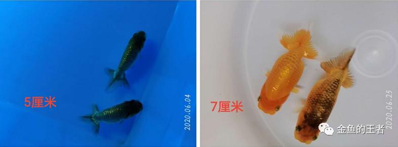 养功考试1个月,20条鱼的前后成长对比,变化太惊艳了