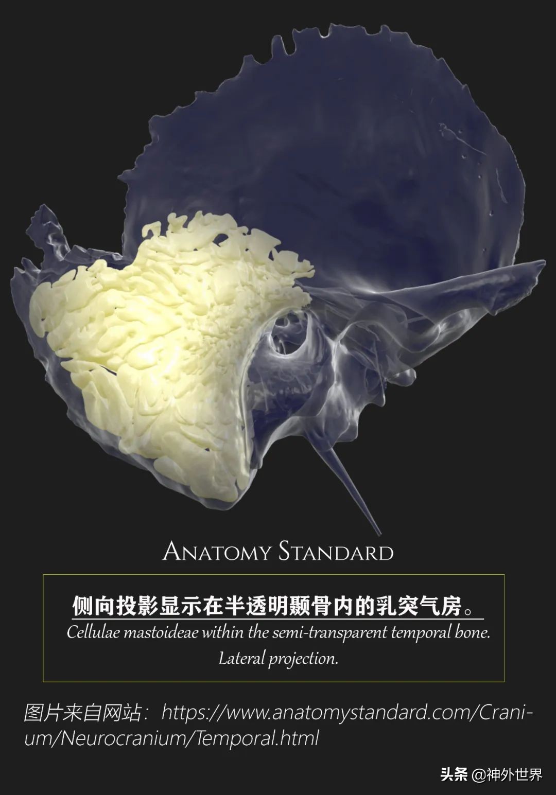 颞骨解剖,颞肌解剖讲解