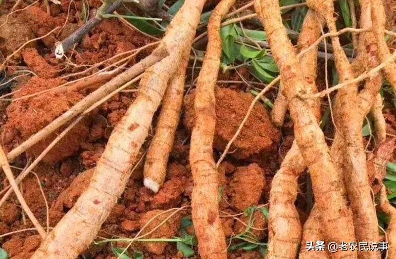 牛大力19元,牛大力为什么涨价