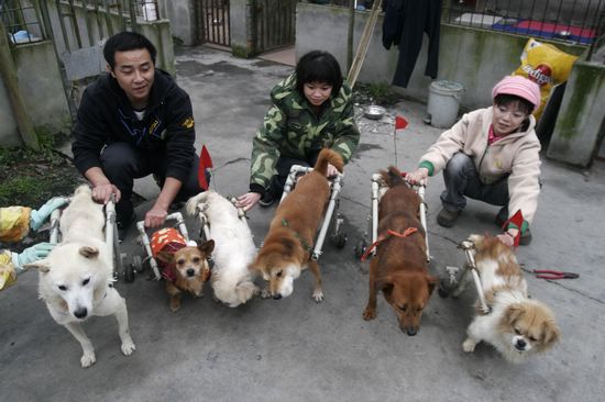 为残疾的猫猫提供轮椅及其它方面的护理方法，让流浪猫猫站起来